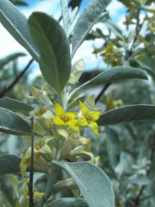 Elaeagnus angustifolia